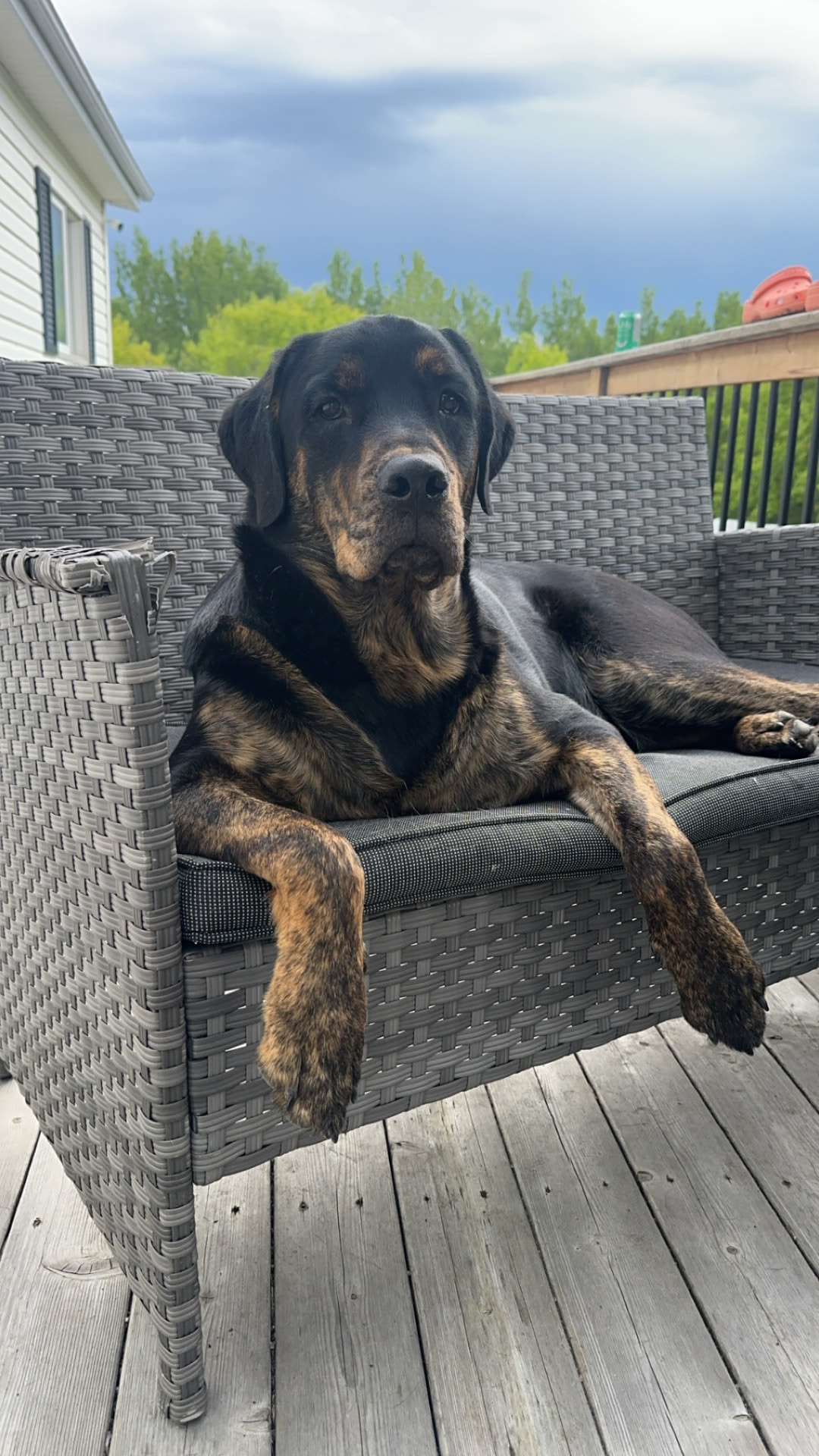 Diesel the Rottweiler Golden Retriever cross lounging on a patio couch
