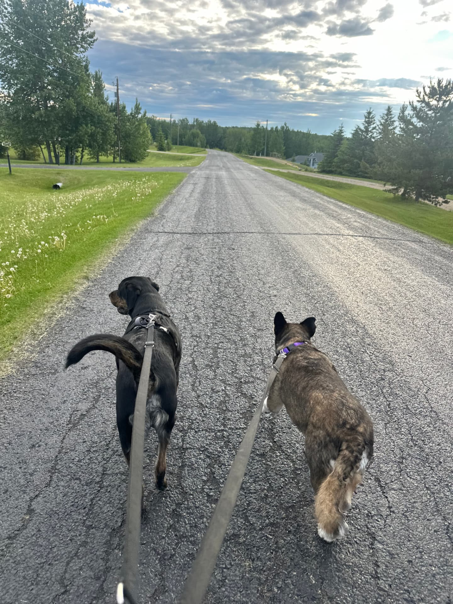 Diesel and Nola walking together down a gravel road