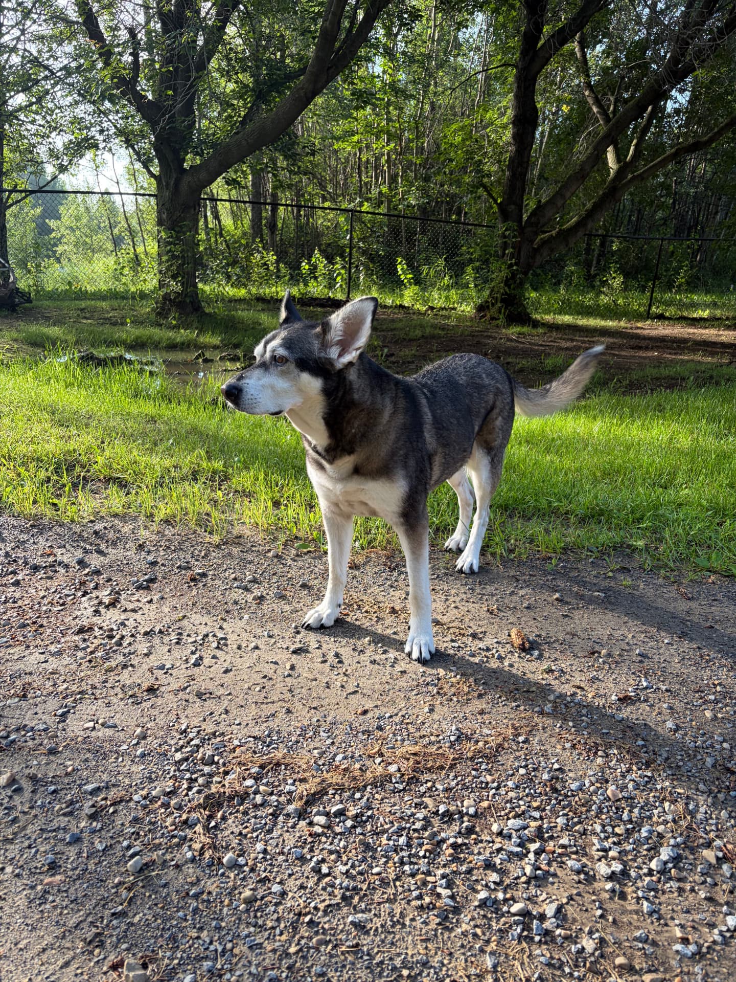 Nola the Husky Shepherd mix standing in a sunny yard