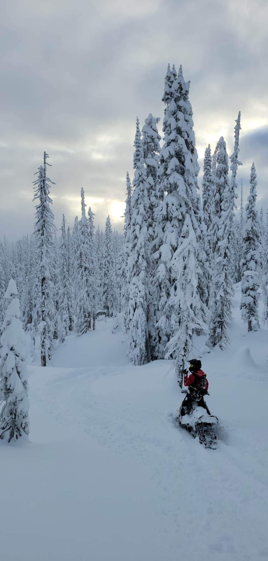 Snowmobile carving through deep tree powder